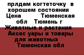 прлдам когтеточку  в хорошем состоянии › Цена ­ 800 - Тюменская обл., Тюмень г. Животные и растения » Аксесcуары и товары для животных   . Тюменская обл.